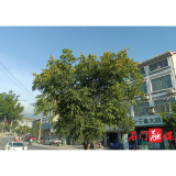 皂市镇：深耕无患子林业经济   助力乡村振兴