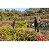 维新镇：禁毒铲毒不松劲 多措并举守净土