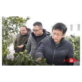 防冻抗冰在行动 | 农技专家深入橘园指导果农抗冰防冻