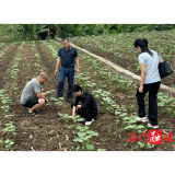 新铺镇河曲峪村：助力棉花生产田间管理提质增效