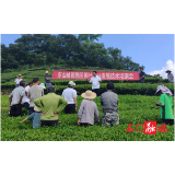 东山峰管理区：开展茶叶技术培训，推动茶叶产业发展