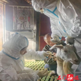 新铺镇:开展牛羊布病排查工作