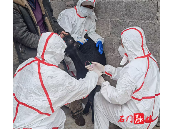 三圣乡：开展牛、羊布病专项筛查工作