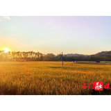 三圣乡:双季晚稻粮满仓 低茬收割护良田