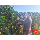 子良镇:开展“进园查诊”为来年柑橘丰产丰收打基础