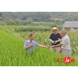 子良镇：农技下村，为粮油病虫防控“开良方”
