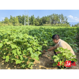三圣乡：荒田长出 “增收棉”，集体经济“钱景”广阔