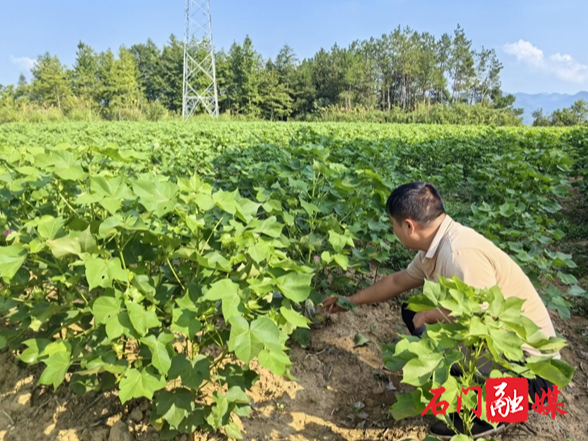 三圣乡：荒田长出 “增收棉”，集体经济“钱景”广阔