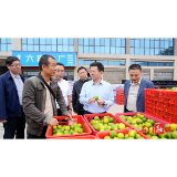 吴兴国调研柑橘销售工作