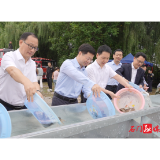 180余万尾鱼苗投放澧水！石门开展2025年天然水域水生生物增殖放流活动