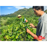 磨市镇:筑牢绿色屏障 多措并举推进柑橘木虱防治