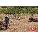 新关镇：秸秆利用变废为宝 禁烧护绿共守蓝天