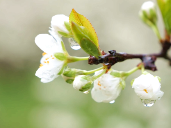 石门：李花绽放迎客来 农旅融合促增收