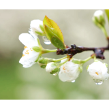 石门:李花绽放迎客来 农旅融合促增收