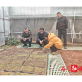 石门县农机事务中心：开展水稻机插机抛育秧指导