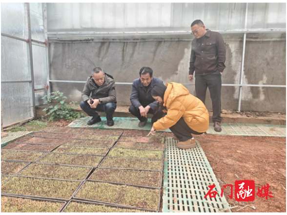 石门县农机事务中心：开展水稻机插机抛育秧指导