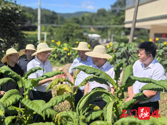 新铺镇：让每一寸土地都长出“振兴希望”