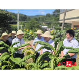 新铺镇：让每一寸土地都长出“振兴希望”