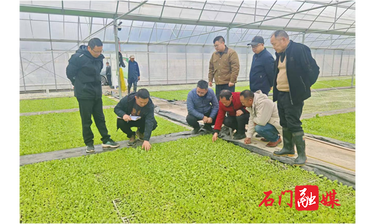 子良镇：调研烟叶生产，护航春耕备栽