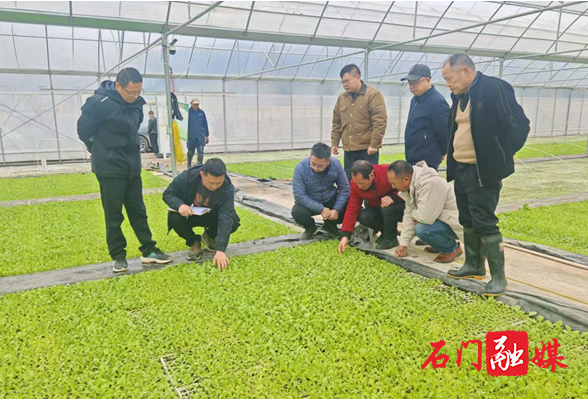 子良镇：调研烟叶生产，护航春耕备栽