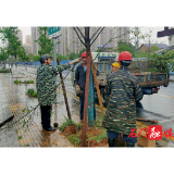 县城管执法局：大风致树木倒伏阻路 城市管理部门紧急抢险保畅通
