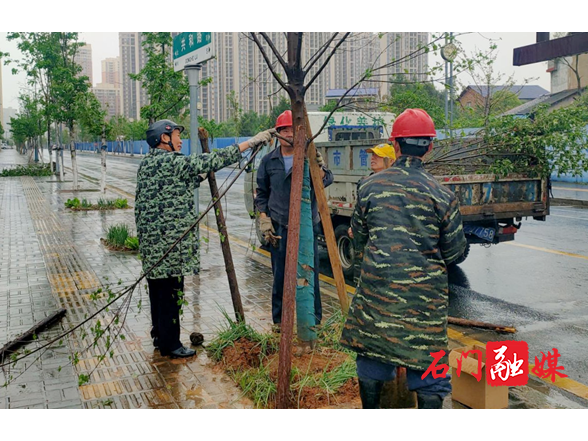 县城管执法局：大风致树木倒伏阻路 城市管理部门紧急抢险保畅通
