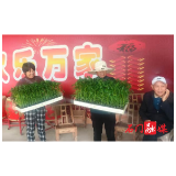 雁池乡大路口村：免费发放辣椒苗 助农增收促振兴