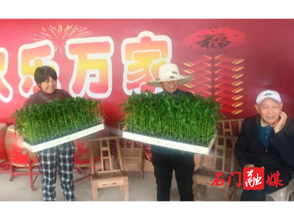雁池乡大路口村：免费发放辣椒苗 助农增收促振兴