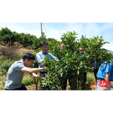 县领导调研石门柑橘产业发展情况