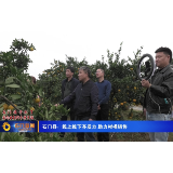 石门县：线上线下齐发力 助力柑橘销售