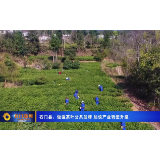 石门县：做强茶叶公共品牌 加快产业转型升级
