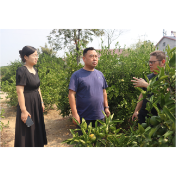 县领导赴易家渡镇督导防旱抗旱工作