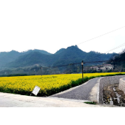 子良镇：“稻油轮作”少了荒地 美了村庄