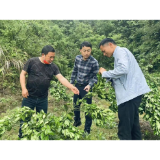 维新镇：持续为脐橙产业发展注入新动力