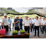 市领导来石调研乡村振兴示范片建设工作