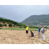 皂市镇：抢抓时节，高效播种油菜