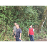 罗坪乡：全员推进森林防灭火工作落地落实