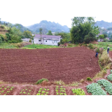 三圣乡：久旱逢甘露 油菜育苗正当时