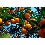 柑橘春季培管技术意见