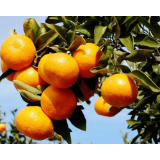 柑橘花果期培管技术意见