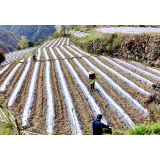 磨市镇：种植大户闹春耕 “钟点工”家门口挣钱