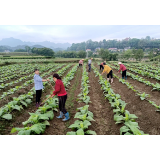 子良镇：烟叶培土正当时 中耕管理促提质