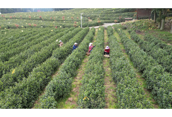 石门：上春山 采春茶 不负春光茶飘香