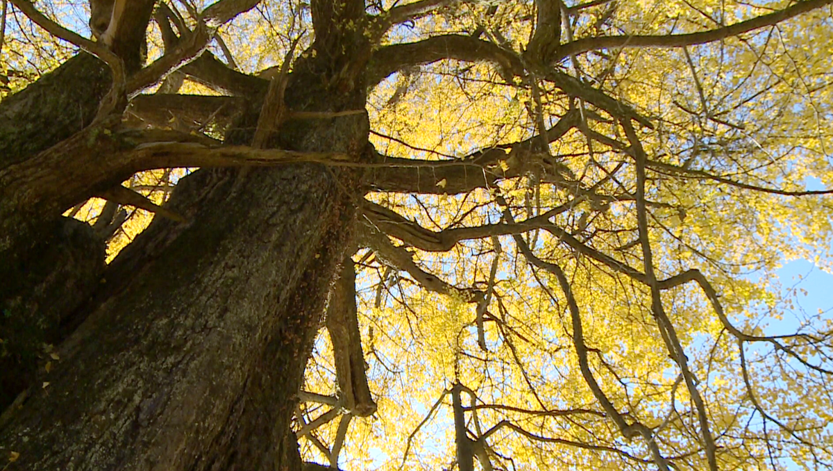 石门：太平千年银杏披“金甲”