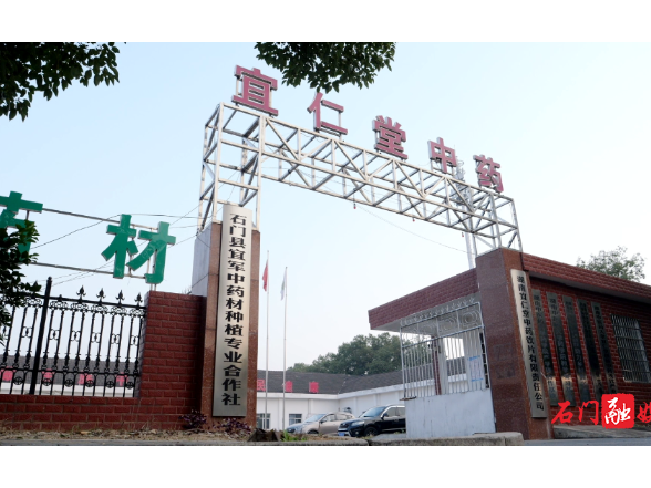 中药材飘香 产业发展“有方”