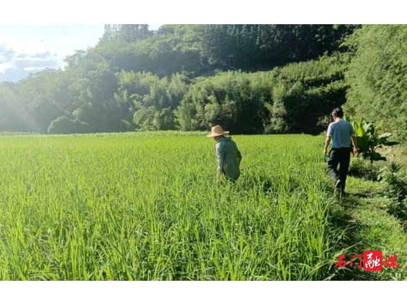 子良镇：农技员田间“把脉” 筑牢粮食安全“丰收防线”