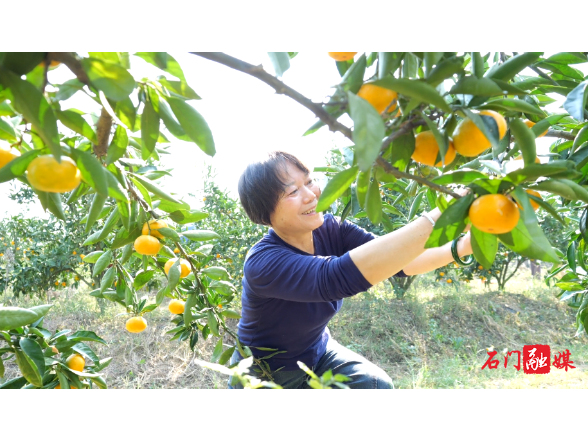 秀坪园艺场：蜜橘飘香引客来 采摘秋游正当时