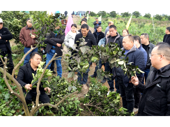 期待！石门启动柑橘品改，未来果子更值钱！