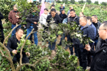 期待！石门启动柑橘品改，未来果子更值钱！