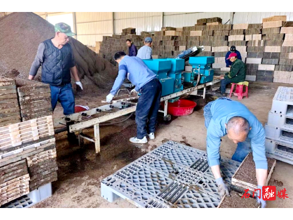 易家渡镇：抢抓农时育壮苗 早稻育秧备耕忙